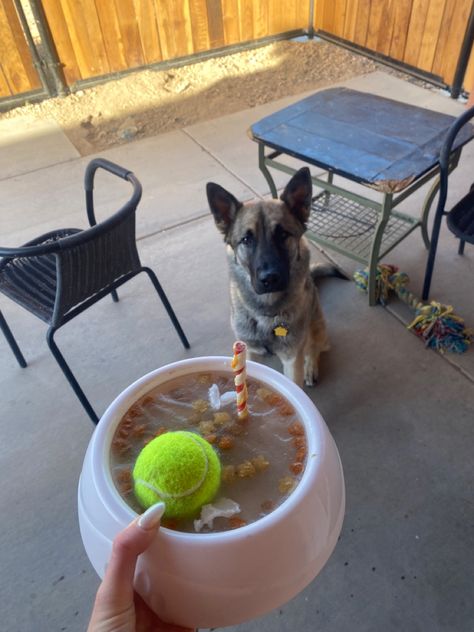 All of his favotite into a frozen bowl Fruit, greek yogurt, peanut butter, cut veggies, kibble treats and frozen water over the top. Fun way to keep your pup during the hot summer Greek Yogurt Peanut Butter, Frozen Water, Frozen Dog, Over The Top, Dog Food, Greek Yogurt, Hot Summer, Dog Food Recipes, Yogurt