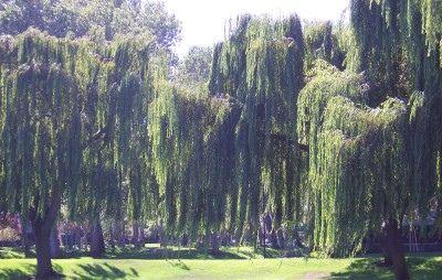 Anders Zorn, Willow Grove, Weeping Willow