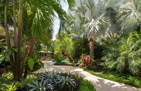 Tropical Landscape Design, Tropical Garden Design, Tropical Backyard, Tropical Landscape, Backyard Paradise, Landscape Designs, Florida Living, Healthy Garden, Garden Landscape Design