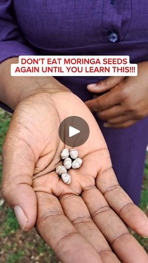 28K views · 12K reactions | Moringa Seeds Benefits 💥 | Eliyah Mashiach | eliyahmashiach_ · Original audio Moringa Seeds Benefits, Benefits Of Moringa Seeds, Homemade Tortilla Recipe, Learning Herbs, Curcumin Benefits, Moringa Benefits, Moringa Seeds, Cholesterol Recipes, Homemade Tortilla