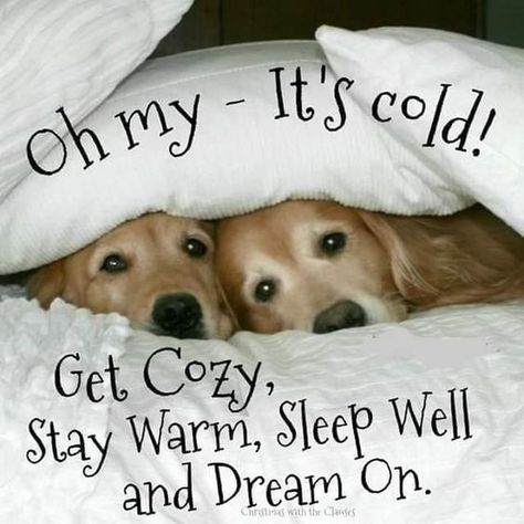 Dogs like to Snuggle up too! #dogs #puppies #snuggle #keepwarm #blankets #homeweethome🏡 #lovemyhome #pets #mansbestfriend #lovemydogs 🐶 #sleepwell #dreams Good Night Cold Night Quotes, Good Night Cold Weather Quotes, Stay Warm Quotes Funny, Stay Warm Quotes Cold Weather, Good Night Stay Warm, Good Morning Stay Warm, Good Night Animals, Stay Warm Quotes, Winter Goodnight