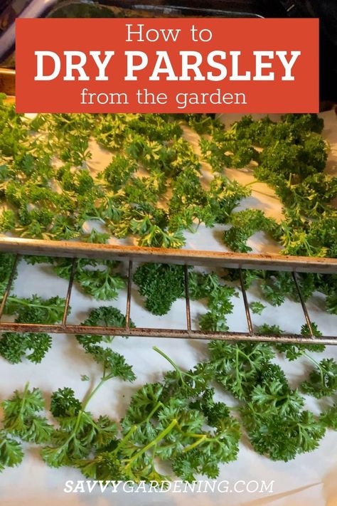 The Best 3 Methods for Drying Fresh Garden Parsley. Parsley is a fun herb to grow in your herb garden and it is a great idea to dry your parsley after harvest for use in the kitchen. How to dry parsley using 3 methods! #UsingParsley #DryingParsley How To Dry Parsley, How To Dry Parsley In Oven, Drying Parsley, Drying Parsley Hang, How To Harvest Cilantro, Parsley Plant, Drying Fresh Herbs, Preserving Herbs, Medicinal Herbs Garden