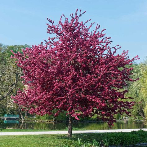 Royalty Crabapple Trees for Sale – FastGrowingTrees.com Flowering Crabapple, Front Yard Decor, Backyard Garden Landscape, Plant Care Houseplant, Crabapple Tree, Fast Growing Trees, Ornamental Trees, Crab Apple, Garden Trees