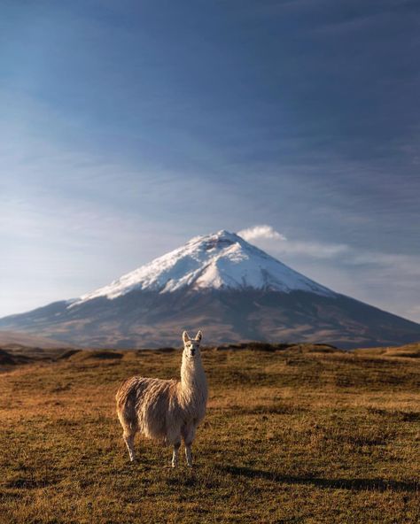 Just chatting a bit with the locals ... @tierradelvolcan was our home for a few days while we explored the paramo around Cotopaxi (19,347… Downhill Bike, All Inclusive, Ecuador, The Locals, Alpaca, National Park, Hiking, Bike, On Instagram