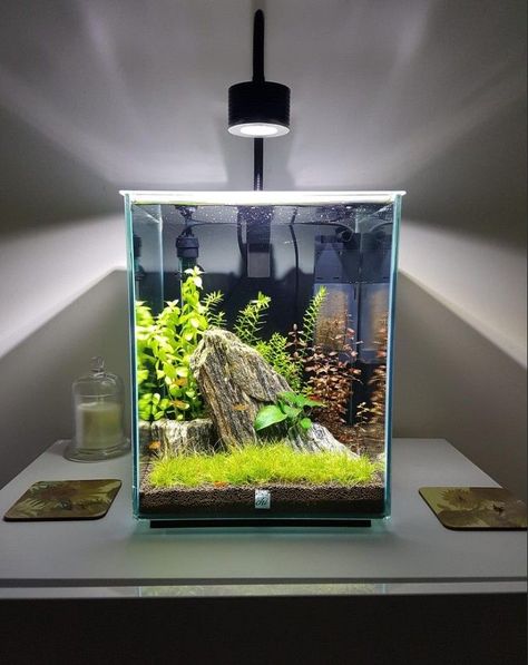 Small Aquascape Ideas, Shrimp Tank Aquascape, Fish Tank Themes, Aquarium Set, Betta Fish Types, Small Fish Tanks, Cool Fish Tanks, Aquascape Design, Fish Tank Design