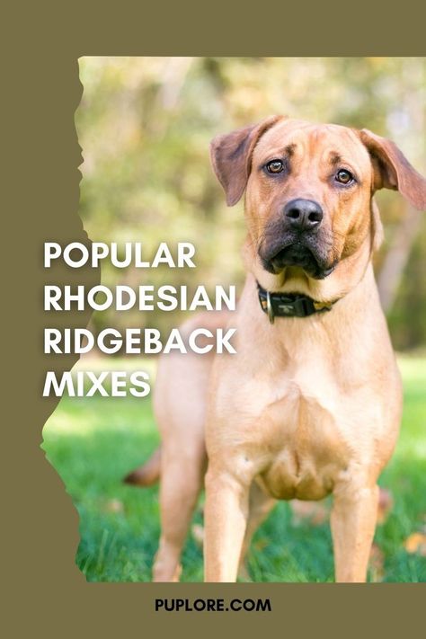 10 Popular Rhodesian Ridgeback Mixes w/ Pictures Rhodesian Ridgeback Puppies, Lab Mix Puppies, W Pictures, Ridgeback Dog, Australian Cattle Dog Mix, Mastiff Mix, Rhodesian Ridgeback Dog, Plott Hound, Golden Retriever Mix