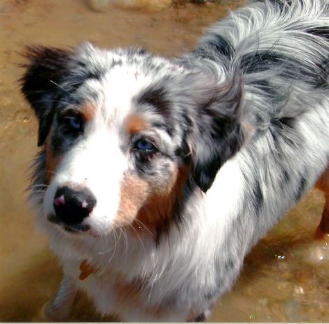 Australian Sheep Dog Australian Sheep Dog, Australian Shepherd Shaved, Australian Shepherd Mixed With Lab, Australian Shepherd Working, Australian Shepherd Hiking, Types Of Dogs, Cuddly Animals, Pets 3, Rare Animals