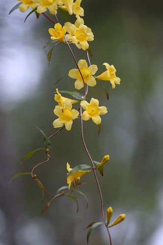 Yellow Jessamine (Gelsemium sempervirens) | Flickr - Photo Sharing!|  Nhài vàng Carolina Jessamine, Yellow Jessamine, Poison Garden, Botanical Sketchbook, Rabbit Tattoos, Lush Lawn, Poisonous Plants, Lawn And Landscape, Southern Wedding