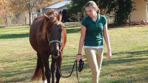 How to Keep Your #Horse Cool from #Heatwave in #Summer? Horse Training Program, Equine Veterinarian, Healthy Horses, Riding Tips, Horse Dressage, Types Of Horses, Horse Trainer, Thoroughbred Horse, Horse Health