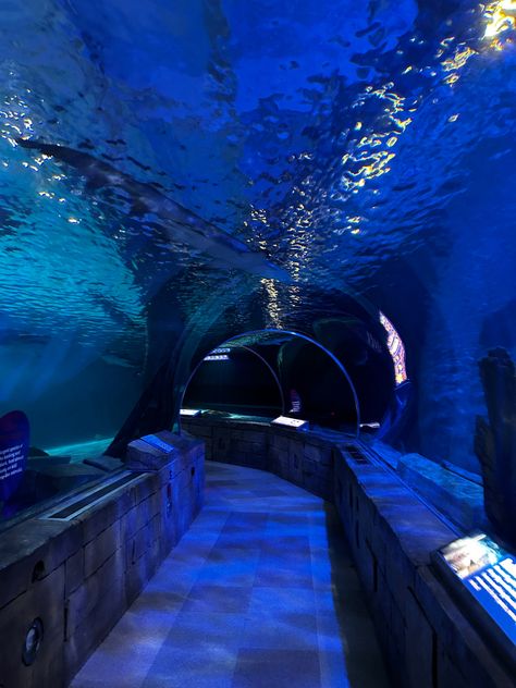 Sea Life Aquarium Tunnel ⭐️ Sea Life London Aquarium, Aesthetic Aquarium Photos, Aquarian Aesthetic, Huge Aquarium, Aquarium Tunnel, Sea Life London, London Aquarium, Aquarium Aesthetic, Underwater Room