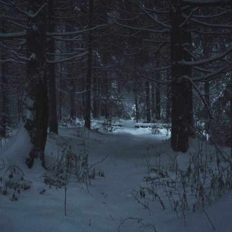 Dark Naturalism, Snow Forest, The Secret History, Winter Forest, Best Seasons, Winter Aesthetic, Nature Aesthetic, Blue Aesthetic, In The Woods