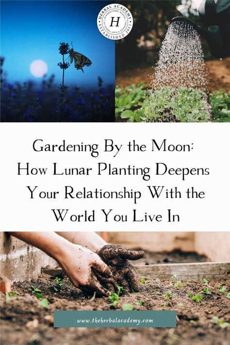 Gardening By the Moon: How Lunar Planting Deepens Your Relationship With the World You Live In | Herbal Academy | Gardening by the moon provides agriculturists with a way of managing work, while helping them to be more connected to the rhythms of nature. Gardening By The Moon, Horticulture Therapy, Herbal Academy, Old Farmers Almanac, Agricultural Science, Agricultural Practices, Moon Garden, Growing Herbs, Planting Herbs