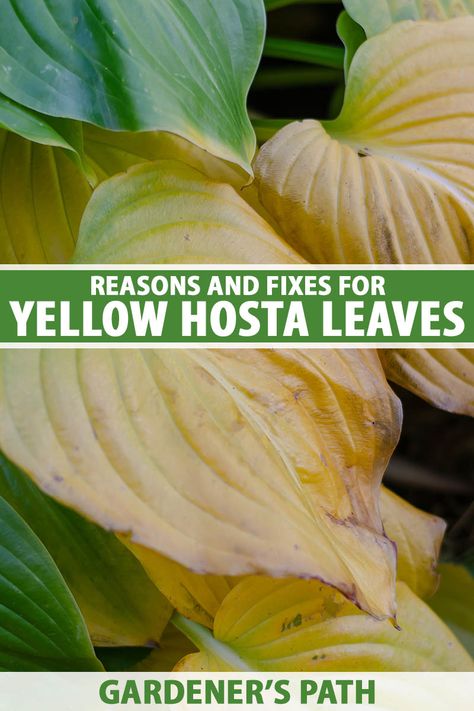 Hosta Care Tips, Fertilizer For Hostas, Hostas Care, Hostas Landscaping, Transplant Hostas, Hosta Leaves, Hosta Care, Shade Gardening, Landscape Design Ideas