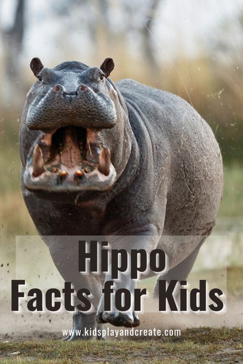 Hippo Craft For Toddlers, Hippo Crafts For Preschoolers, Hippo Activities, Hippopotamus Craft, Teaching Habitats, Hippo Craft, Hippo Facts, Hippo Party, Tutoring Reading