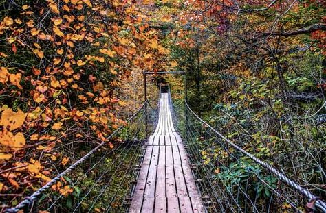 America's 10 Best State Parks Camping In Tennessee, Fall Creek Falls, Tennessee Road Trip, Blackwater Falls, Letchworth State Park, Tennessee Travel, Fall Creek, Valley Of Fire, Natural Bridge