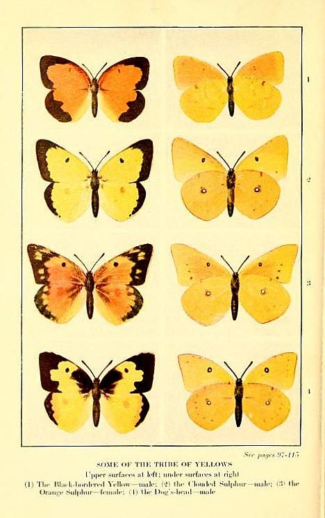 "Some of the tribe of Yellows," eight yellow butterflies. Yellow Butterfly Watercolor, Yellow Butterfly Drawing, Yellow Butterflies, Butterfly Images, Pretty Yellow, Butterfly Drawing, Yellow Butterfly, Scientific Illustration, Butterfly Watercolor