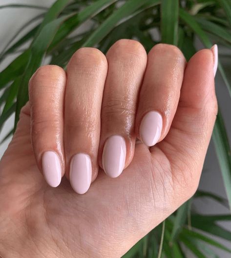 30+ Super Trendy Short Pink Nails To Try In 2024 Short Pink Nails, Baby Pink Nails, Plain Nails, Light Pink Nails, Her Nails, Casual Nails, Pink Nail, Cat Kuku, Nagel Inspo