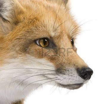 Fox Front View, Foxes Art, Fox Totem, Vulpes Vulpes, Fox White, Love Wallpapers Romantic, Pet Fox, Favorite Animals, Fox Art