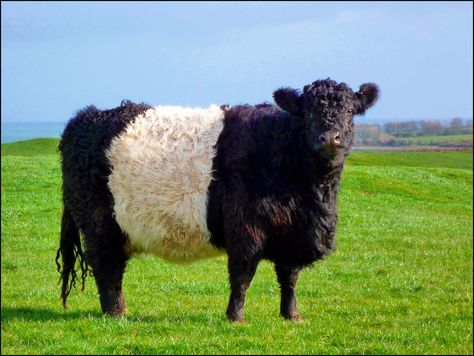 Belted Galloway Cow Galloway Cattle, Cold Comfort Farm, Belted Galloway, Cow Pictures, Pretty Animals, Small Farm, Art Block, Kiwi, Farm Animals