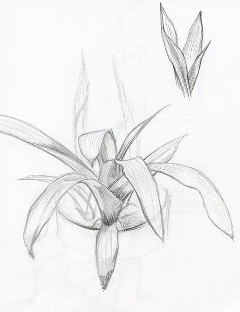 Pencil sketch: Plants by paulhebron on DeviantArt Sketch Plants, Basic Sketching, Hand Art Kids, Plant Sketches, Painting Pencil, Flower Drawing Tutorials, Flower Sketches, Leaf Drawing, Basic Drawing