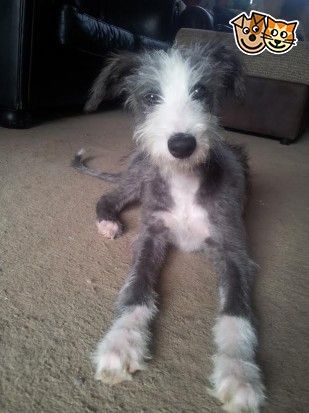 Bedlington Whippet, Scruffy Dogs, Basic Dog Training, Likes And Dislikes, Breed Dogs, Pretty Dogs, Mixed Breed Dogs, Dog Breeder, Puppy Breeds