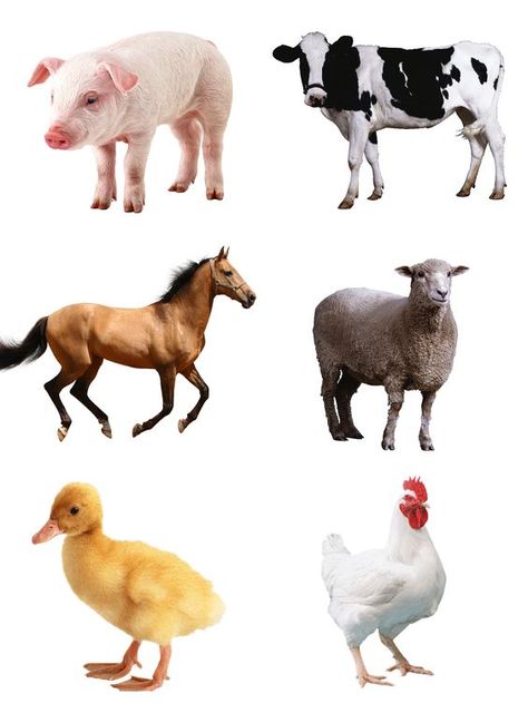 3 Rabbits, 2 Ducks, Farm Animals Pictures, Zoo Theme, Chicken Life, Animal Agriculture, World Vision, Printable Animals, Animals Pictures