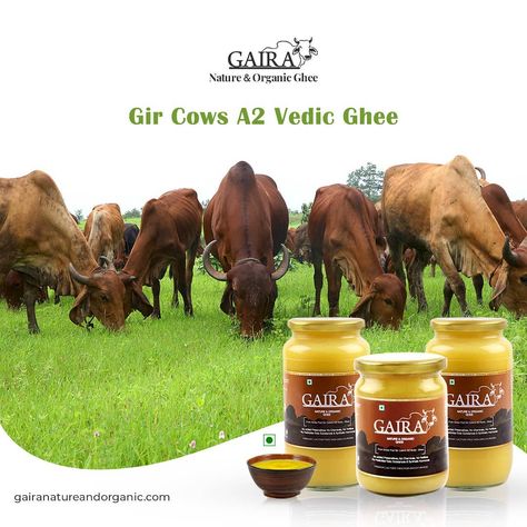 A2 Ghee is Desi Gir Cow Ghee made through ancient Indian, natural ghee making methods using the 100% natural processes.  It is made with by traditionally hand churning of curd made with native Indian -Gir Cow A 2 milk. Also called as Vedic Ghee.  It has several health benefits.  Order your daily dose of Ghee on  www.gairanatureandorganic.com . . #organicghee #desighee #indianghee #naturalfarming #A2milk #A2ghee #health #farming #gaira #gairanatureandorganic #vedic #ayurveda #yoga #ancient #cows Gir Cow, A2 Milk, Organic Ghee, Ancient Ayurveda, Cow Ghee, Natural Farming, Ayurveda Yoga, Shrimp Recipes For Dinner, Clarified Butter