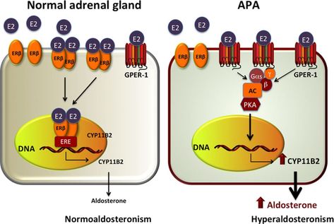 Estrogen Signaling in the Adrenal Cortex Adrenal Cortex, Plasma Membrane, Cell Cycle, Cell Line, Gene Expression, Adrenal Glands, Hormone Replacement, Cardiovascular Disease