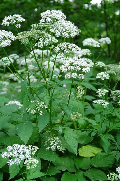 Angelica (Angelica atropurpurea) - 3 | Found on Mont Royal, … | Flickr Angelica Plant, Angelica Core, Angelica Herb, Angelica Flower, Woods Witch, Mont Royal Montreal, Montreal Quebec, Planting Herbs, Montreal