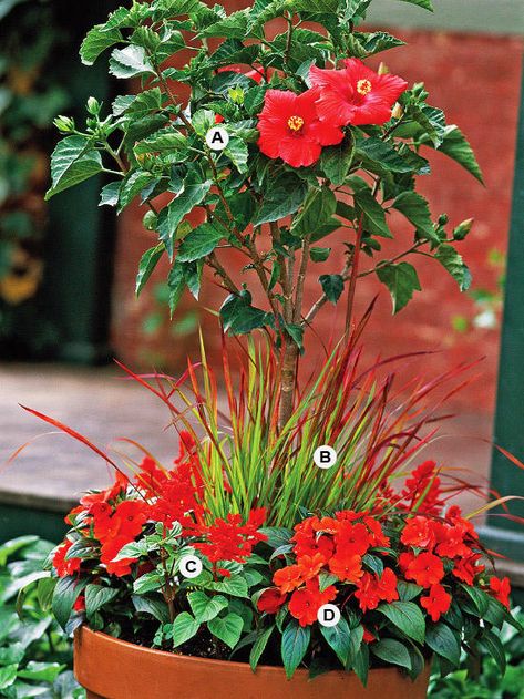 Create a container for gardening that will attract attention by using bold colors and tropical plants. Here, a tree-form hibiscus adds even more appeal. This planting grows best in full sun.                         A. Hibiscus rosa-sinensis -- 1                         B. Japanese bloodgrass (Imperata cylindrica 'Rubra') -- 3                         C. Salvia (Salvia splendens) -- 3                         D. New Guinea impatiens (Impatiens 'Celebration Deep Red') -- 3 Salad Container Garden, Licorice Plant, Scented Geranium, Gardening 101, Garden Deco, Succulents In Containers, Garden Containers, Garden Recipes, Container Garden