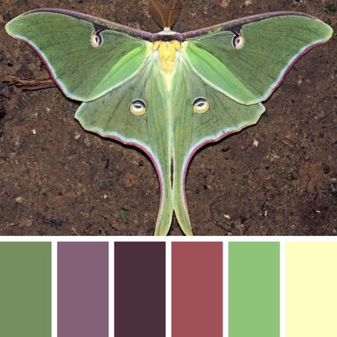 Lunar Moth Color Palette, Luna Moth Color Palette, Moth Inspired Fashion, Luna Moth Makeup, Moth Color Palette, Butterfly Color Palette, Moth Costume, Lunar Moth Tattoo, Green Moth