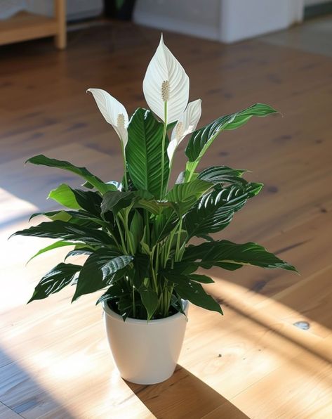 11 ways to get your peace lily to bloom Potted Peace Lily, Peace Lily In Bedroom, Peace Lily Decor Ideas, Lily Plants Indoor, Indoor Peace Lily, Peace Lilly Plants Decor, Peace Lily Decor, Peace Lily Indoor, Lillies Flowers