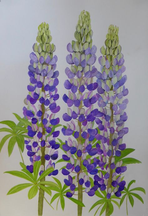 Watercolour Lupin, Lupine Flowers Painting, Lupins Painting, Lupin Painting, Silvery Lupine, Lupine Flowers, Wreath Illustration, Learn Watercolor, Garden Drawing