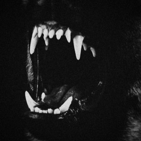 Teeth Aesthetic, Werewolf Aesthetic, Scary Dogs, Bad Dog, Dog Teeth, An Animal, Skyrim, Doberman, Dark Art