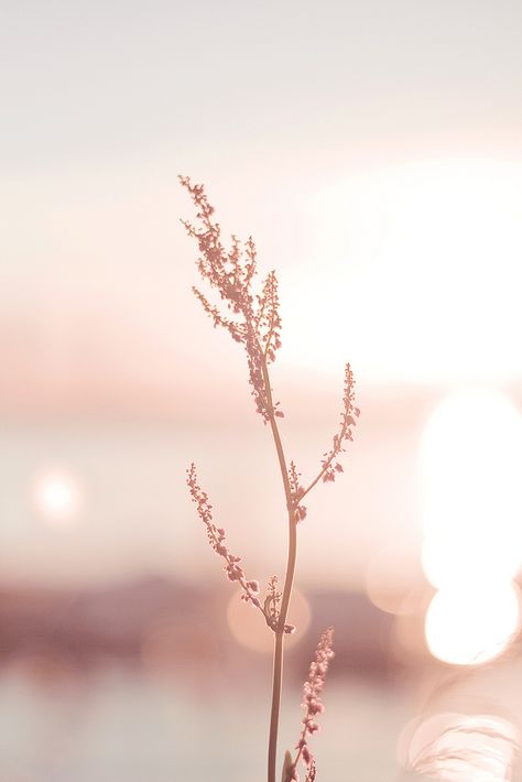 Radiance | Bathe in the light. Shop | Facebook | Twitter … | Flickr Rose Gold, Sun, Iphone, Water, Flowers, Gold, Pink