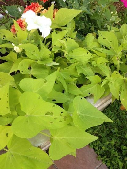 Frances Washington's discussion on Hometalk. Something is putting holes in my ornamental potato vine - Something is eating hole in my flowers what can I do Sweet Potato Plant Vine, Remove Popcorn Ceiling, Potato Plant, Outside Steps, Sweet Potato Plant, Sweet Potato Vine, Potato Vines, Popcorn Ceiling, Sand Textures