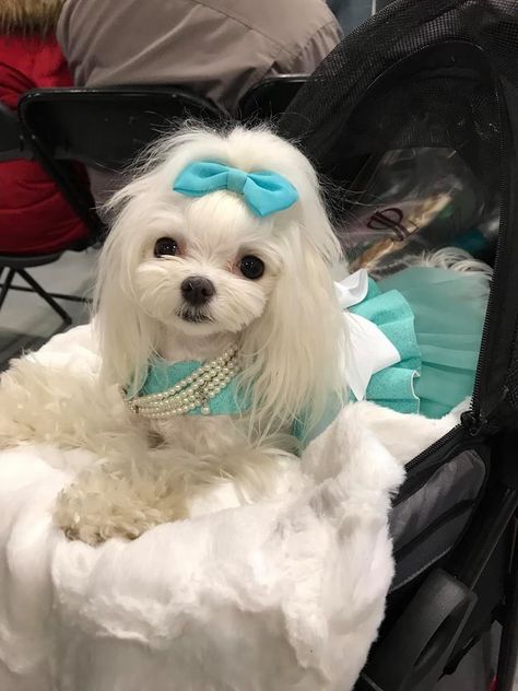 Maltese Haircut Hairstyles, Maltese Hairstyles, Puppies That Dont Shed, Korean Maltese, Dogs Hairstyles, Maltese Haircut, Toy Poodle Haircut, Cute Fluffy Dogs, Long Haired Dogs