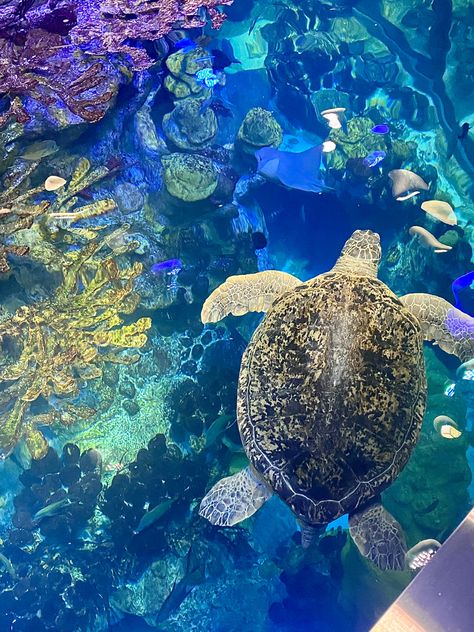 Friendship Scrapbook, Boston Fall, Aquarium Aesthetic, New England Aquarium, England National, Marine Aquarium, Marine Biology, Sea Turtles, Ocean Creatures