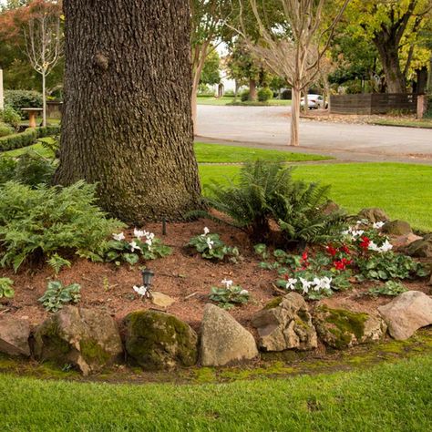 10 Tips for Landscaping Around Trees | Family Handyman Landscaping Around Trees, Landscaping Trees, Tree Base, Low Maintenance Landscaping, Home Landscaping, Family Handyman, Landscaping Tips, Diy Landscaping, Pretty Plants