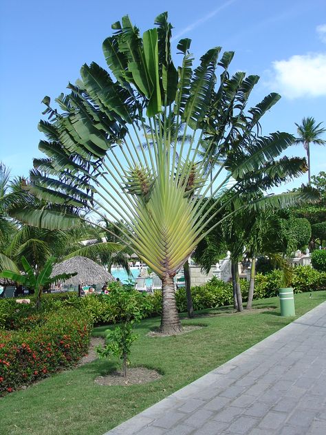 Palm Trees Garden, Palm Trees Landscaping, Weird Trees, Amazing Trees, Tropical Garden Design, Desain Lanskap, Palm Plant, Tropical Tree, Outdoor Gardens Design