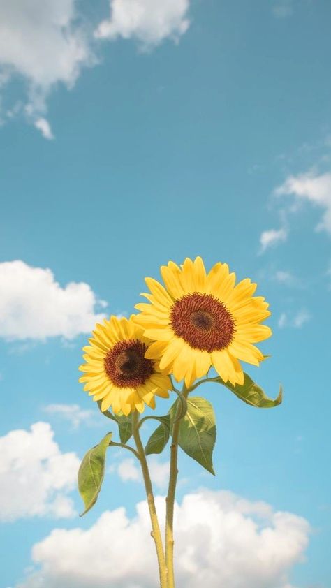 Yellow Flowers Blue Sky, Sunflower Aesthetic Wallpaper Iphone, Sunflowers Aesthetic Wallpaper, Sunflower Wallpaper Aesthetic, Mural Art Design, Paper Background Design, Night Sky Wallpaper, Halloween Artwork, Sunflower Wallpaper