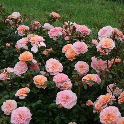 Drift Roses, Ground Cover Roses, Flower Carpet, Knockout Roses, Rose Varieties, Roses Garden, Tree Nursery, Fast Growing Trees, Rose Trees