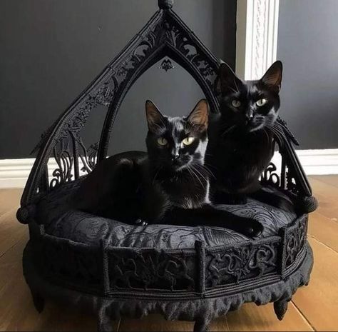 Vampire Home Decor, Goth Kitty, Bisexual Wallpaper Iphone Aesthetic, Cat Cabinet, Goth House, Goth Houses, Funny Home Decor, Dark Home Decor, Goth Home