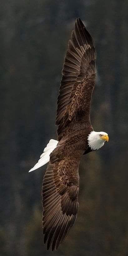 Birds Pics Nature, Eagle Pic, Bird Pic, Birds Pics, Beautiful Wild Animals, Wild Life Animals, Alaskan Malamute Puppies, Eagle Flying, Eagle Images