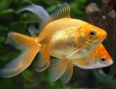 Your First Fish: Happy, Healthy Goldfish Require Diligent Care Goldfish Wallpaper, Goldfish Breeding, Goldfish Care, Comet Goldfish, Goldfish Types, Goldfish Aquarium, Exotic Mammals, Goldfish Pond, Goldfish Bowl