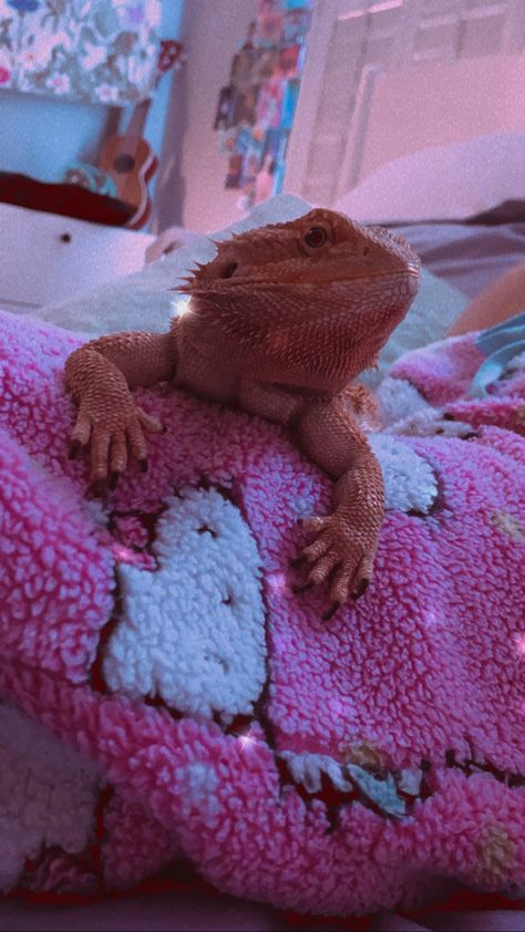 Bearded Dragon Aesthetic, Spoiled Bearded Dragon, Aesthetic Bearded Dragon, Bearded Dragon Lighting, Bearded Dragon Blanket, Bearded Dragon On Leash, Bearded Dragon Cute, Hello Kitty Aesthetic, Bearded Dragon