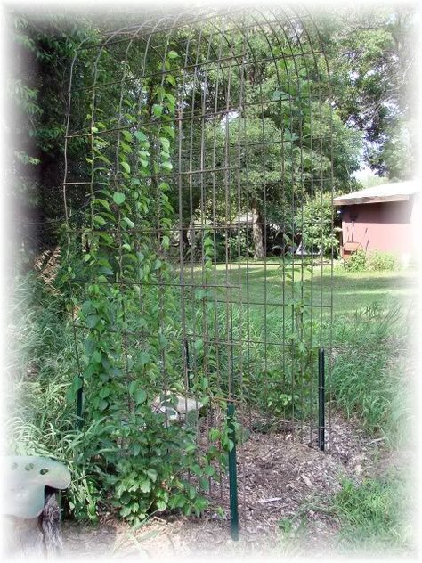 arbor trellis out of hog wire Wabi Sabi Garden, Spa Deck, Garden Trellis Ideas, Garden Spa, Arbor Trellis, Arbor Ideas, Garden Outdoor Ideas, Arbors Trellis, Trellis Ideas