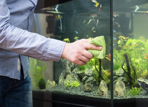 Learn how to clean a fish tank properly, including step-by-step instructions and fish tank care products you'll need. Tropical Fish Pictures, Aquarium Tips, Marine Fish Tanks, Fish Tank Cleaning, Fish Pictures, Aquarium Maintenance, Tropical Fish Aquarium, Cleaning Fish, Freshwater Aquarium Fish