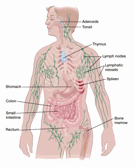 Nerves of Body Lymph Vessels, Lymph System, Lymph Nodes, Disease, Human