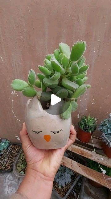 Cactus, On Instagram, Instagram